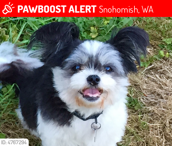 Lost Male Dog in Snohomish, WA 98290 Named Cocoa / The Bean (ID: 4767294) | PawBoost