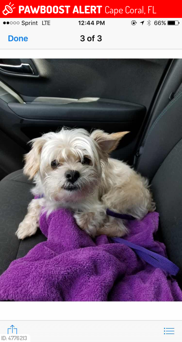 Lost Male Dog in Cape Coral, FL 33991 Named jack (ID 4776213) PawBoost