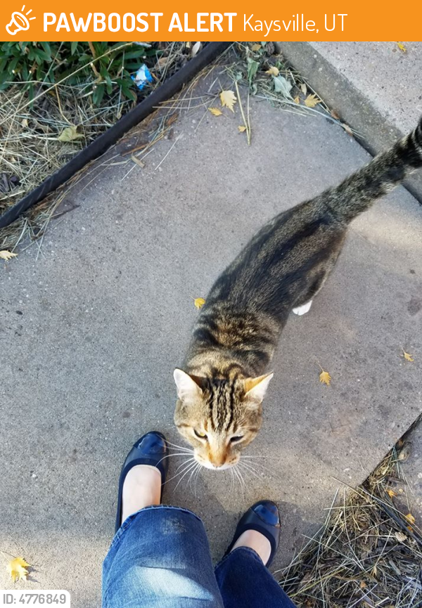 Found/Stray Male Cat in Kaysville, UT 84037 (ID: 4776849) | PawBoost