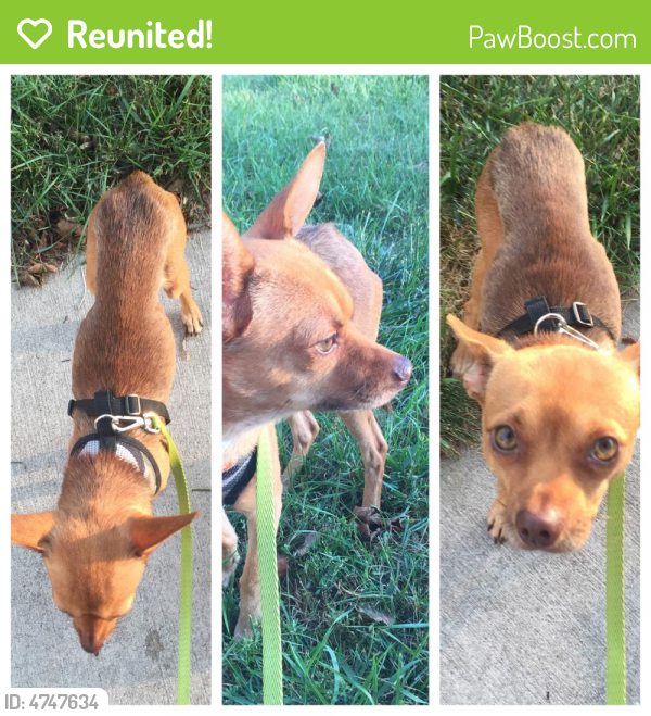 Reunited Male Dog in Milwaukee, WI 53218 (ID: 4747634) | PawBoost