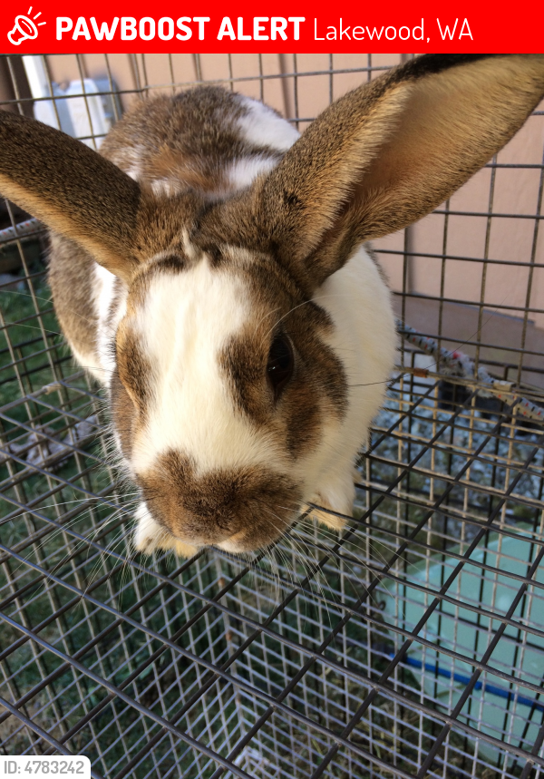 Lost Male Rabbit in Lakewood, WA 98499 Named Hazelpiggy (ID 4783242