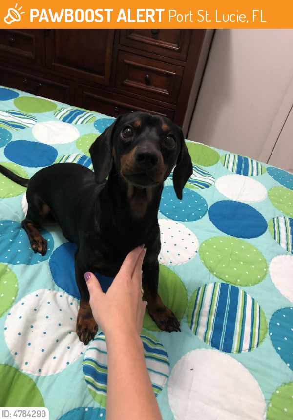Found/Stray Dog in Port St. Lucie, FL 34953 (ID 4784290) PawBoost