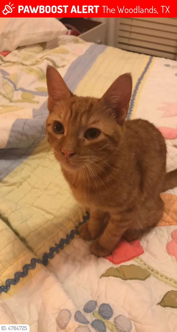 Lost Male Cat in The Woodlands, TX 77381 Named Tom Brady (ID 4784725