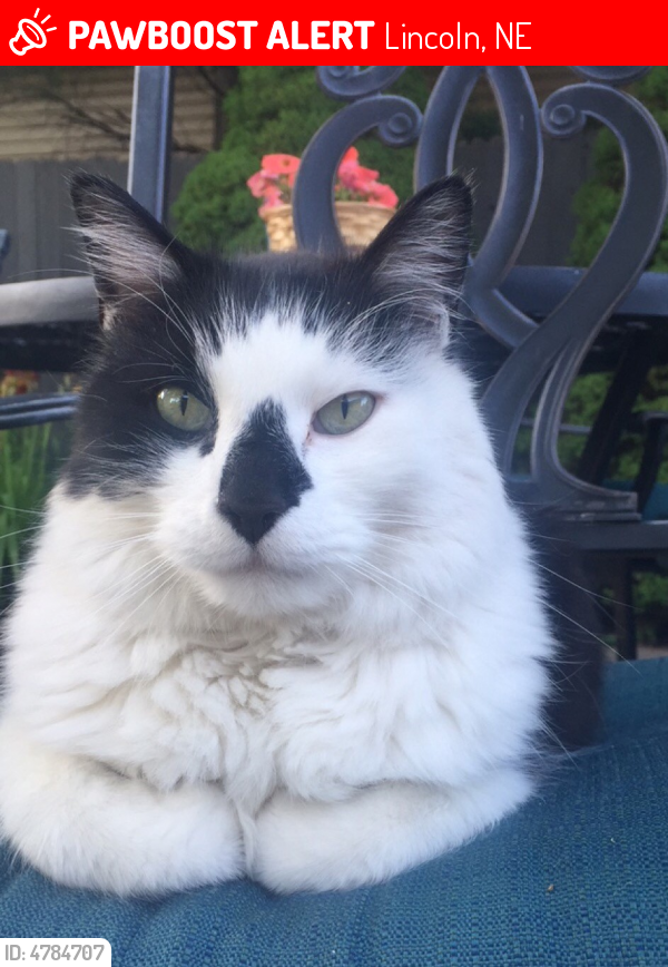 Lost Male Cat in Lincoln, NE 68510 Named Oreo (ID 4784707) PawBoost