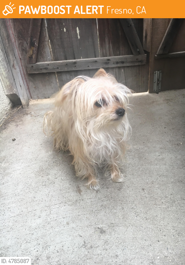 Found/Stray Female Dog in Fresno, CA 93726 (ID 4785087) PawBoost