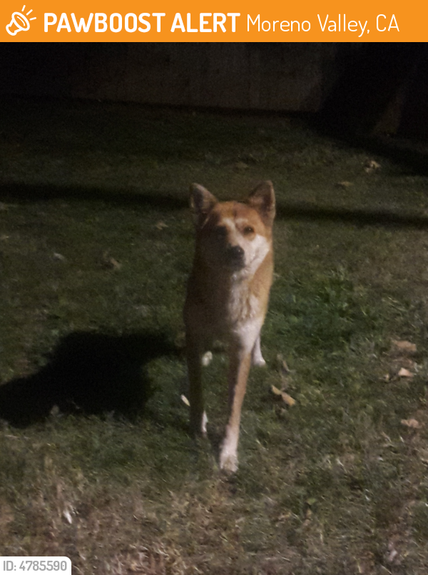 Found/Stray Dog in Moreno Valley, CA 92557 (ID: 4785590) | PawBoost