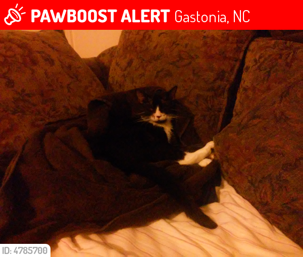 Lost Male Cat in Gastonia, NC 28054 Named Alex (ID 4785700) PawBoost