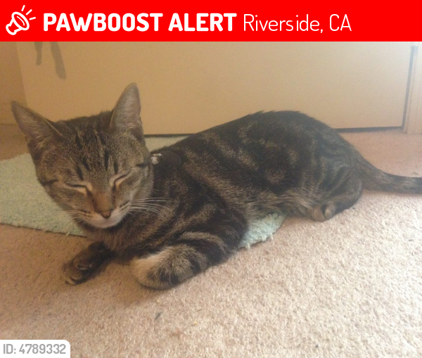 Lost Male Cat in Riverside, CA 92507 Named Skinner (ID 4789332) PawBoost