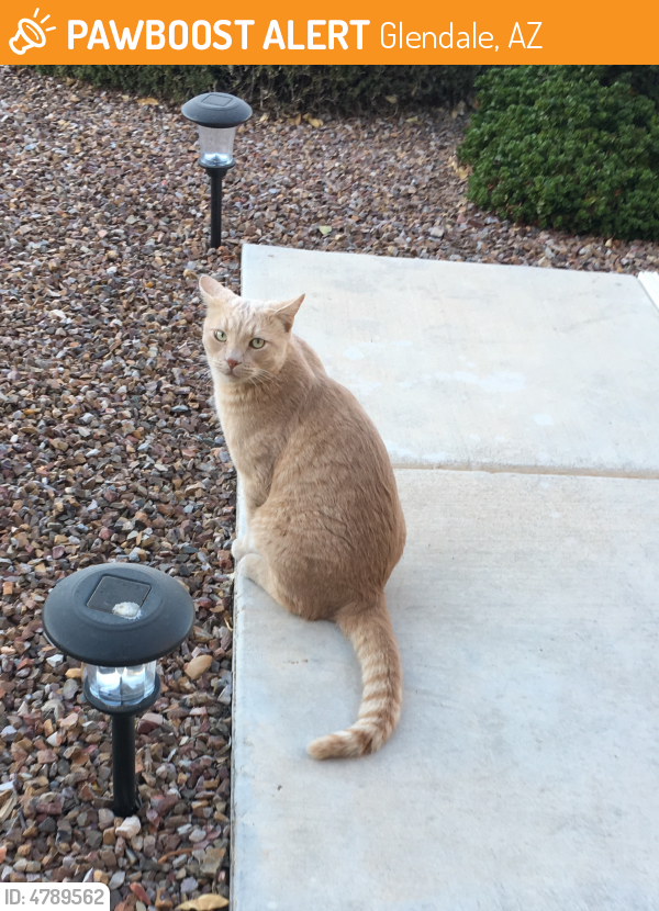 Found/Stray Cat in Glendale, AZ 85308 (ID 4789562) PawBoost