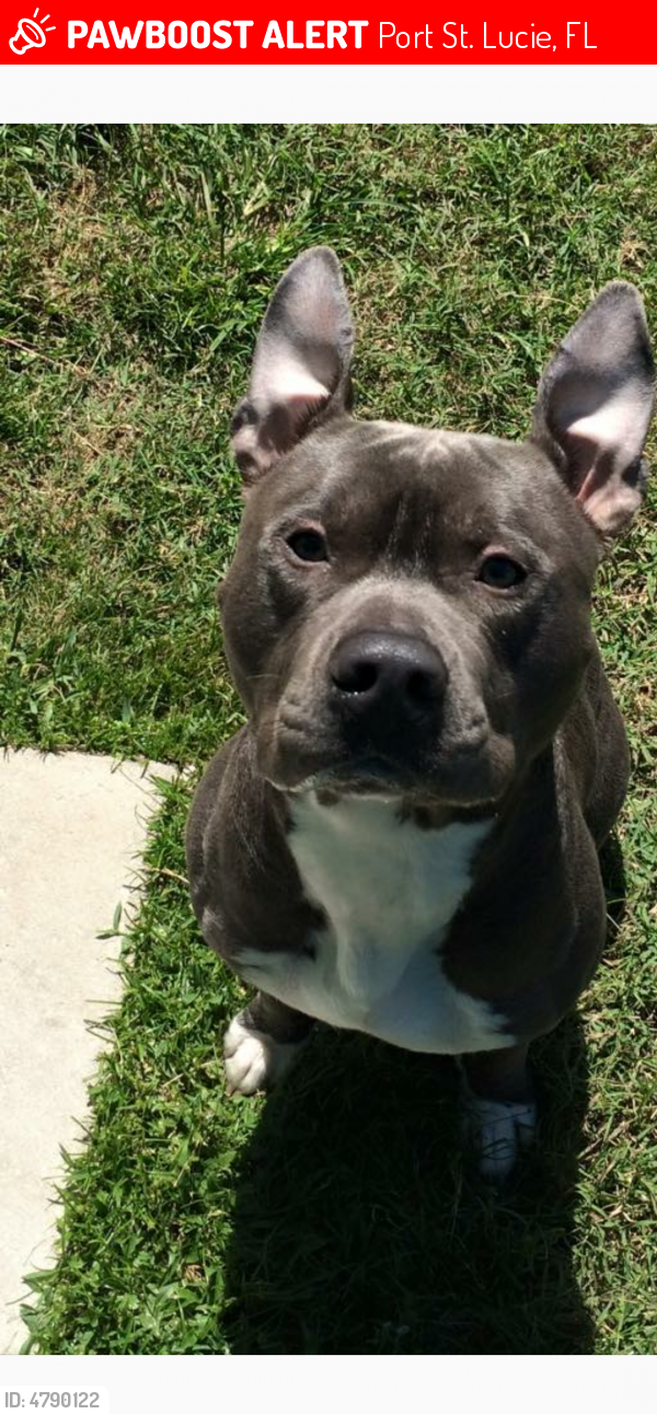 Lost Female Dog in Port St. Lucie, FL 34952 Named Blue (ID 4790122