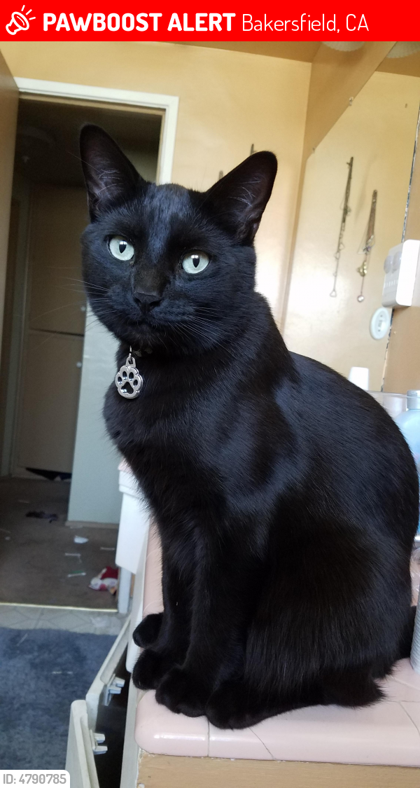 Lost Male Cat in Bakersfield, CA 93306 Named Gizmo (ID 4790785) PawBoost