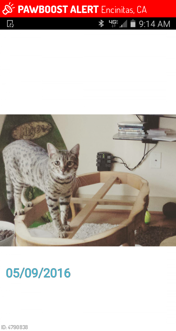  Lost  Male Cat  in Encinitas  CA 92007 Named Benson ID 