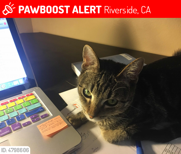 Lost Male Cat in Riverside, CA 92507 Named Mush mushi (ID 4798606