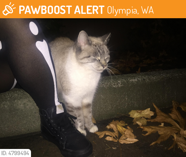 Found Stray Cat  in Olympia  WA  98506 ID 4799494 PawBoost