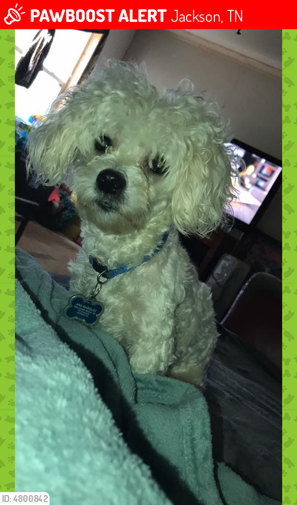 Lost Male Dog in Jackson, TN 38301 Named Casper (ID 4800842) PawBoost