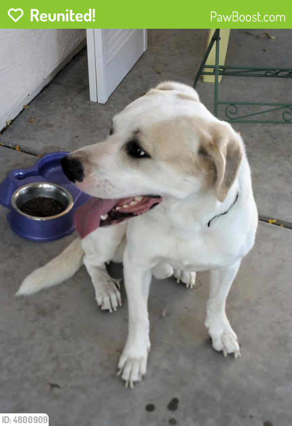 Reunited Male Dog in Tucson, AZ 85742 (ID: 4800909) | PawBoost