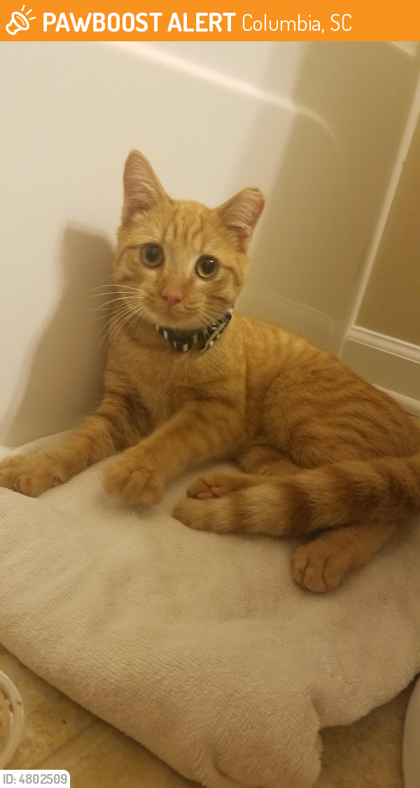 Found/Stray Male Cat in Columbia, SC 29212 (ID 4802509) PawBoost
