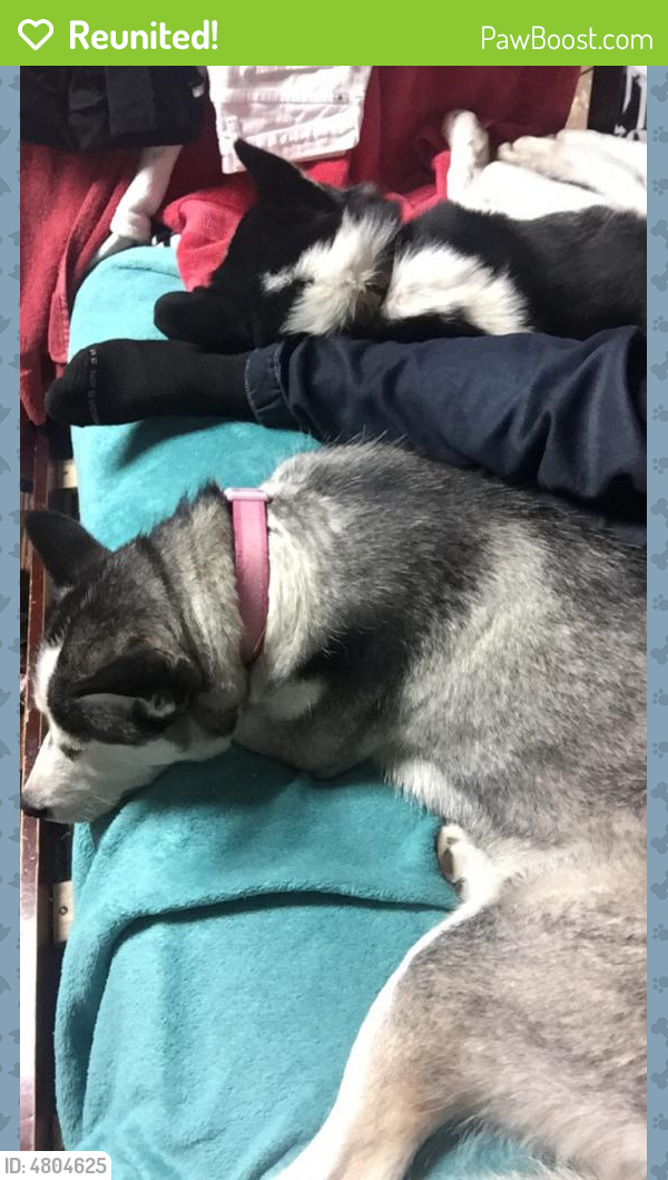 Reunited Male Dog in Salt Lake City, UT 84104 (ID 4804625) PawBoost