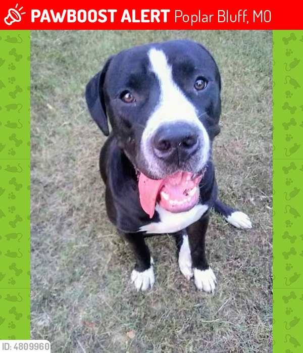 Lost Male Dog in Poplar Bluff, MO 63901 Named Dozer (ID 4809960