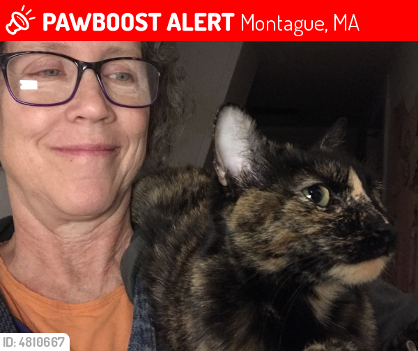 Lost Female Cat In Montague Ma 01376 Named Chroma Id 4810667 Pawboost
