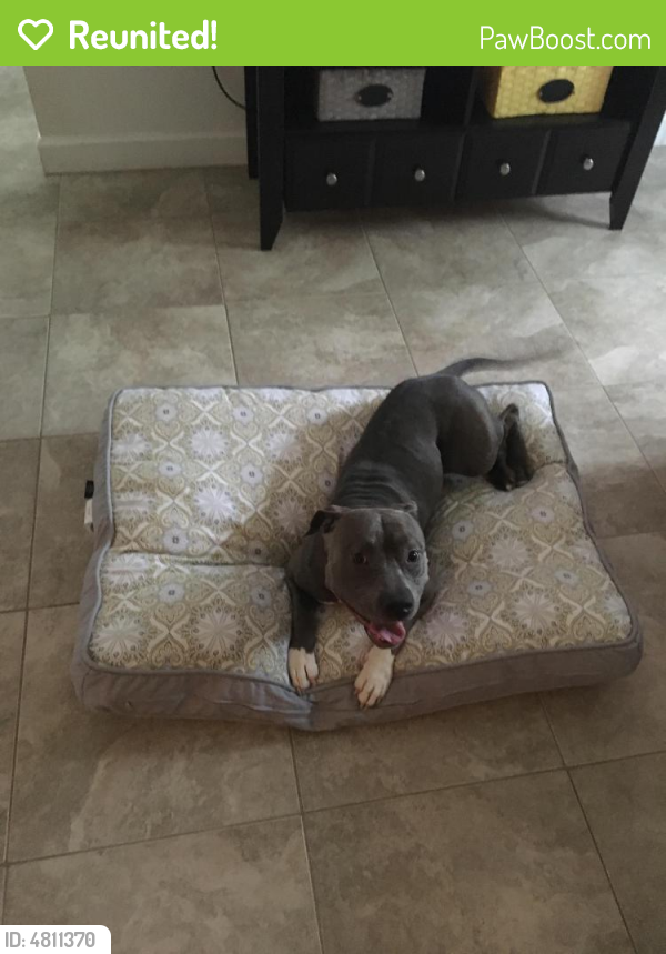 Reunited Female Dog in Port St. Lucie, FL 34953 (ID 4811370) PawBoost