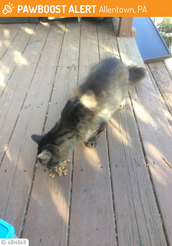 Found/Stray Cat in Allentown, PA 18104 (ID 4814648) PawBoost