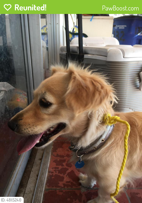 Reunited Female Dog in Mesa, AZ 85206 (ID 4815240) PawBoost