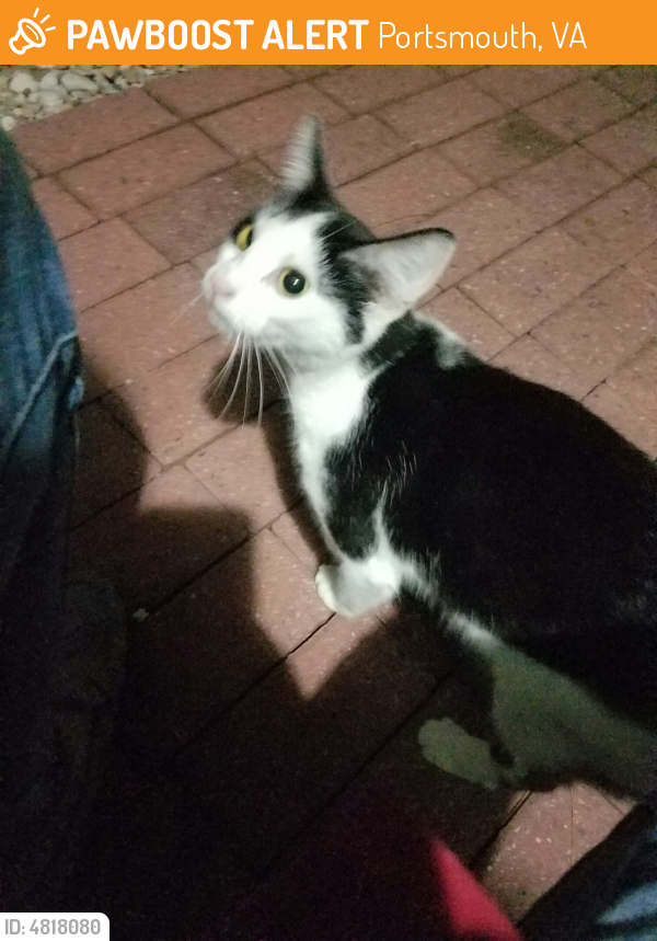 Found Stray Female Cat  in Portsmouth  VA 23701 ID 