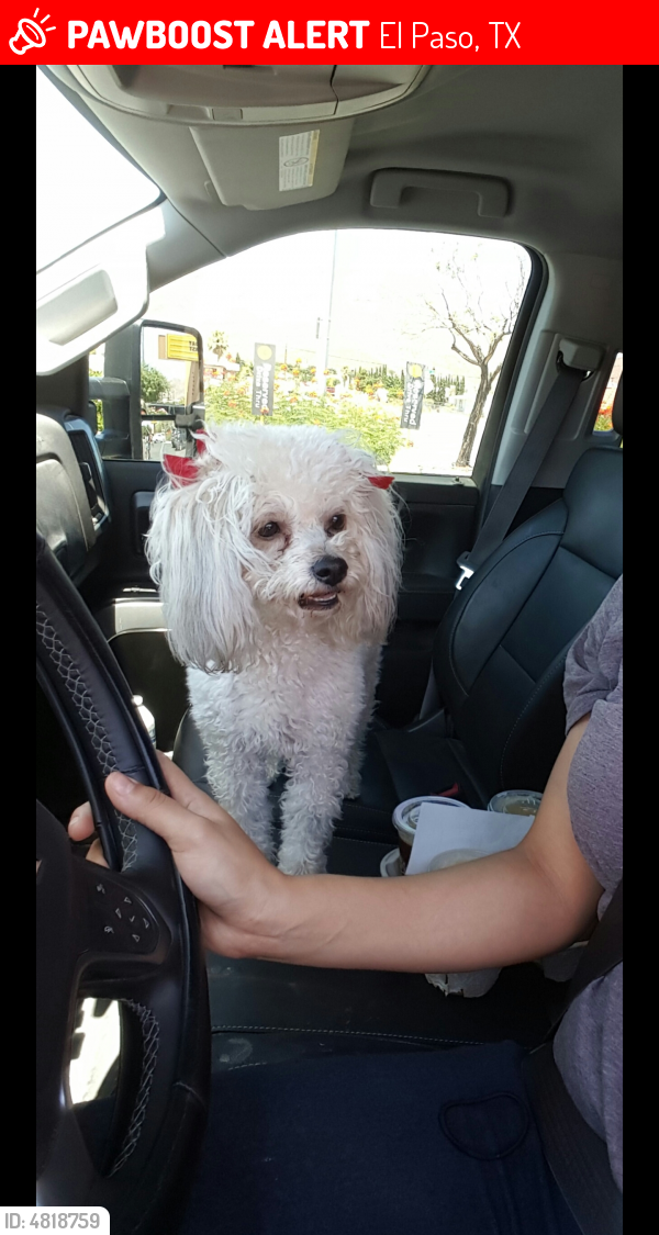 Lost Female Dog in El Paso, TX 79930 Named White Poodle ...