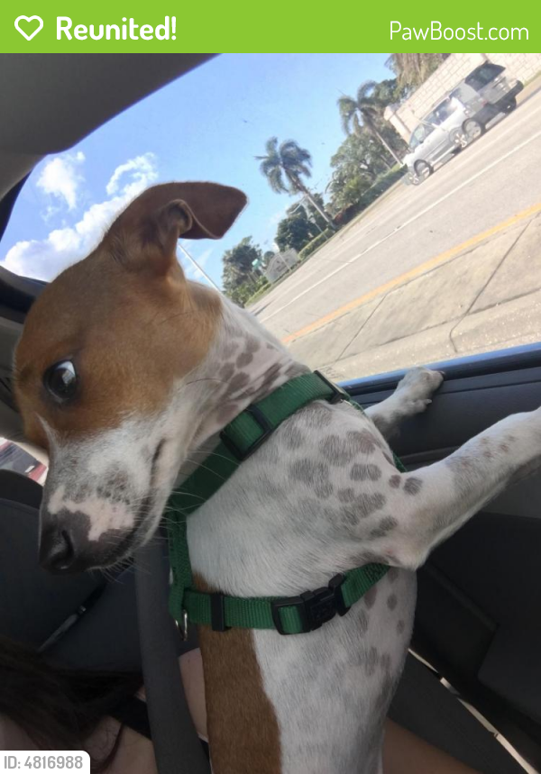 Reunited Male Dog in West Palm Beach, FL 33407 (ID 4816988) PawBoost