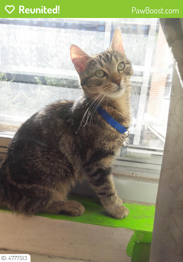 Reunited Female Cat in East Bronx, NY 10475 (ID 4777513) PawBoost
