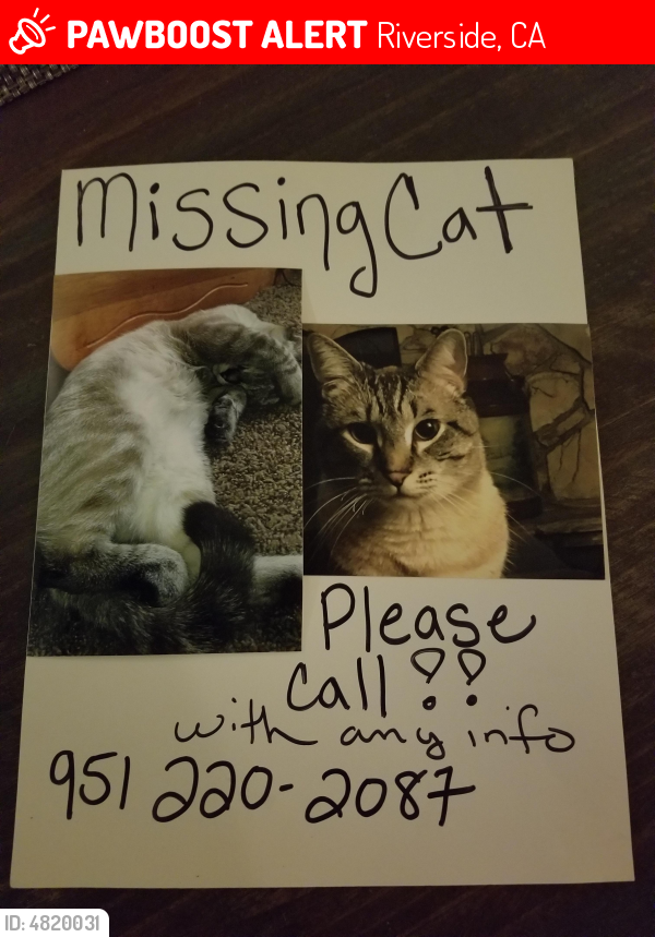 Lost Male Cat in Riverside, CA 92503 Named Dale (ID 4820031) PawBoost