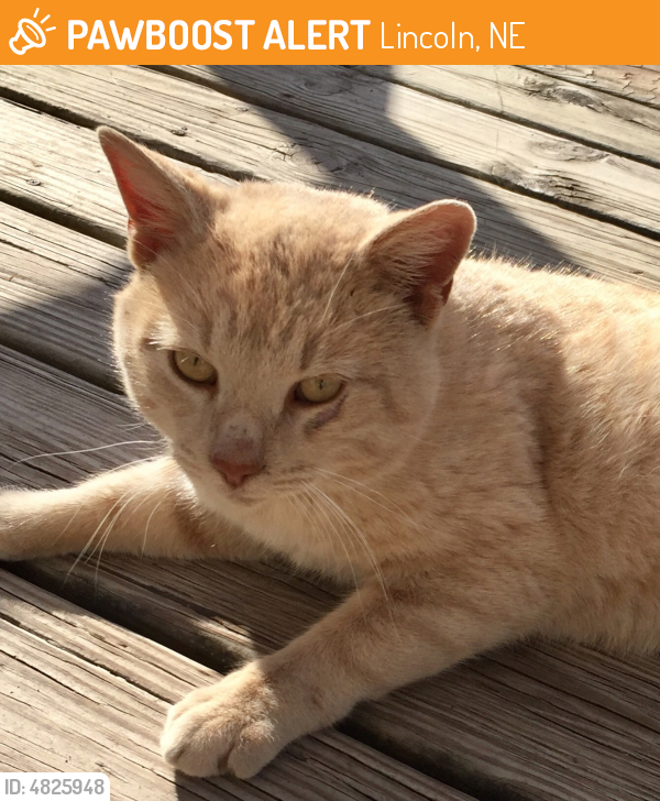 Found/Stray Male Cat in Lincoln, NE 68522 (ID 4825948) PawBoost