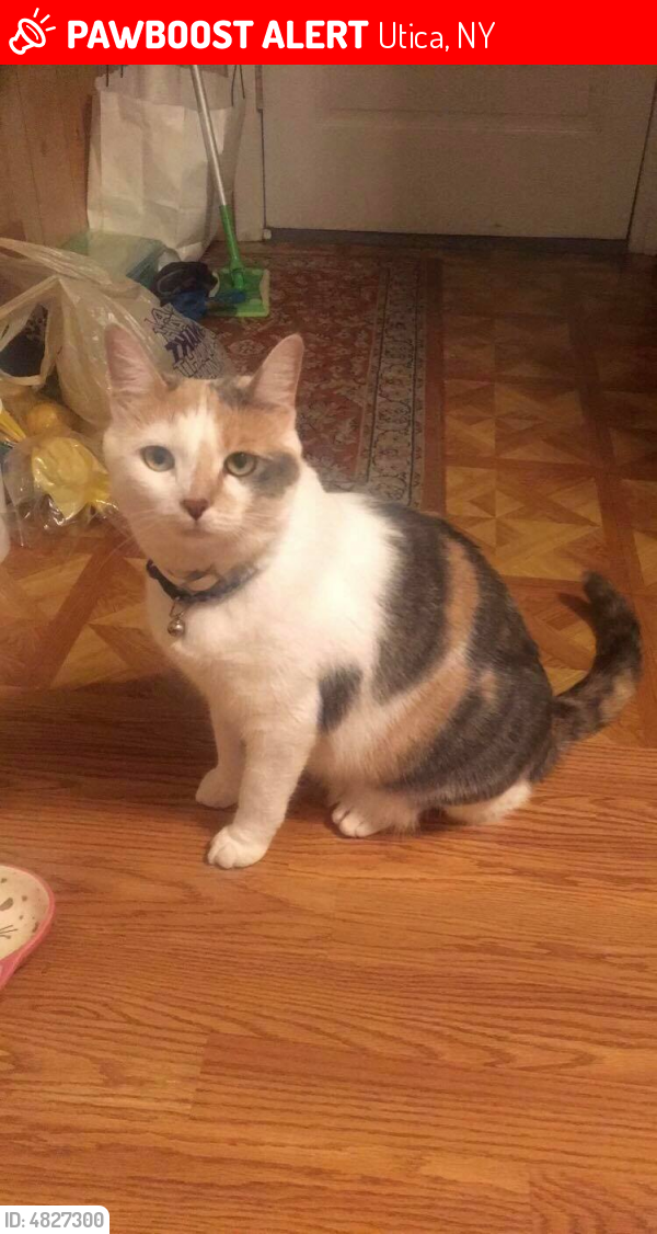 Lost Female Cat in Utica, NY 13501 Named Athena (ID 4827300) PawBoost