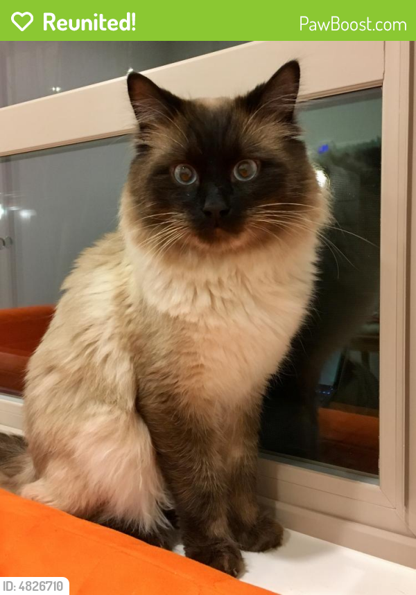 Reunited Male Cat in Bellevue, WA 98008 (ID 4826710) PawBoost