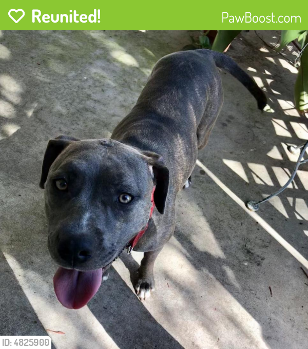 Reunited Female Dog in Port St. Lucie, FL 34987 (ID 4825900) PawBoost