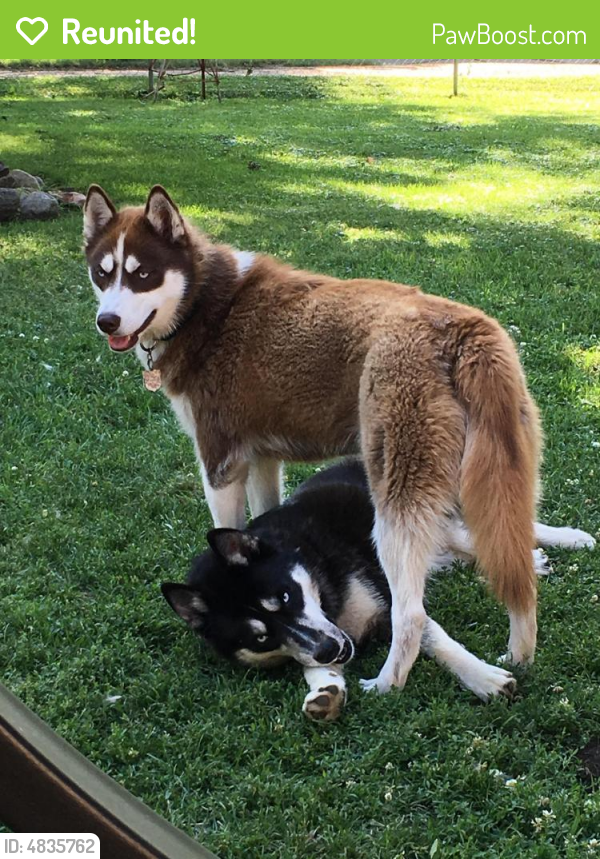 Reunited Female Dog in Sioux Falls, SD 57108 (ID 4835762) PawBoost