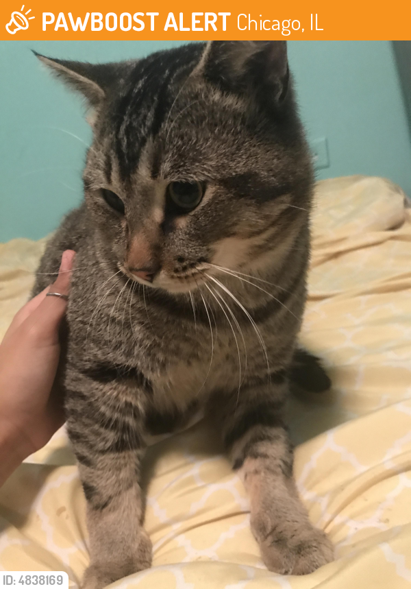 Found/Stray Male Cat in Chicago, IL 60628 (ID: 4838169 ...