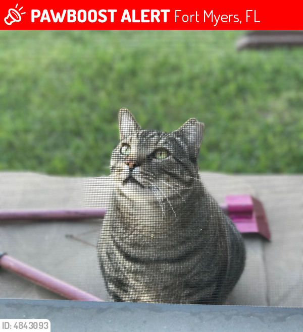 Lost Male Cat in Fort Myers, FL 33919 Named Chewi (ID 4843093) PawBoost
