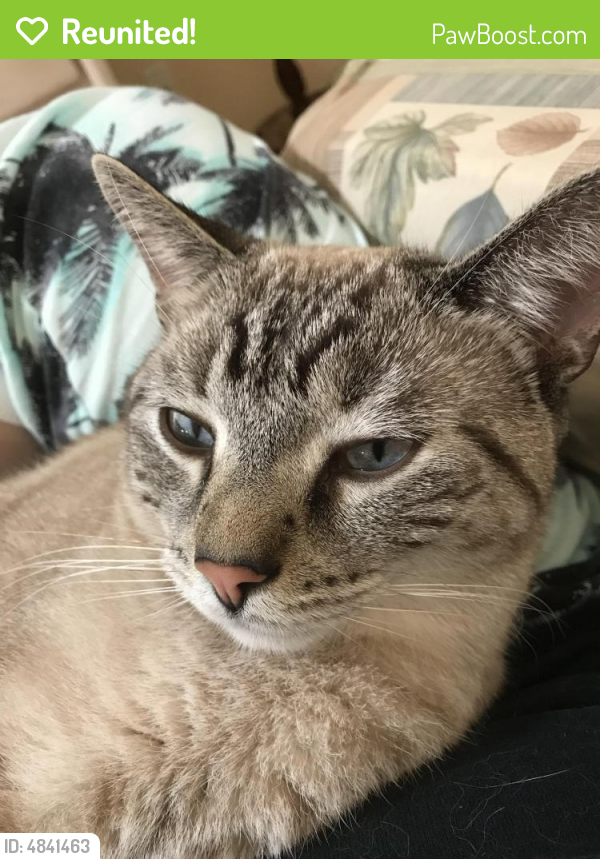 Reunited Male Cat in The Villages, FL 32159 (ID 4841463) PawBoost