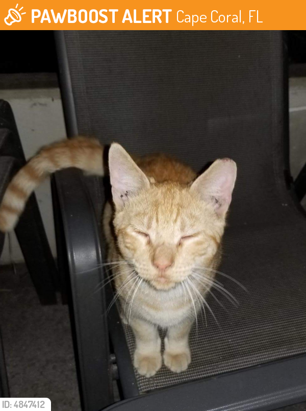 Rehomed Male Cat in Cape Coral, FL 33914 (ID 4847412) PawBoost