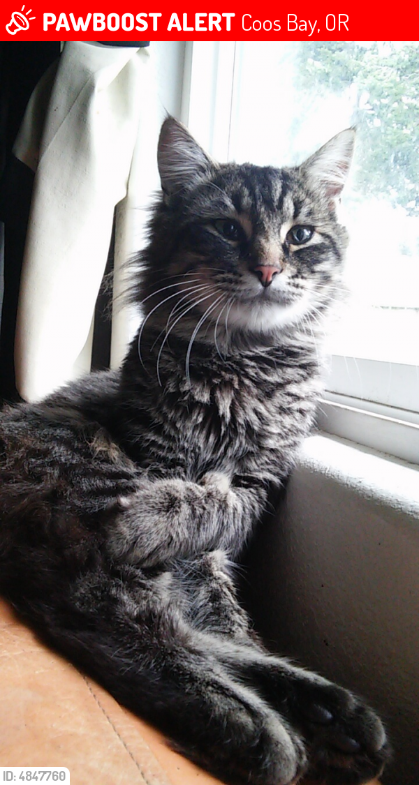 Lost Male Cat in Coos Bay, OR 97420 Named Dexter (ID 4847760) PawBoost
