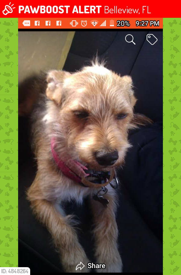 Lost Male Dog in Belleview, FL 34421 Named Maxwell (ID 4848264) PawBoost