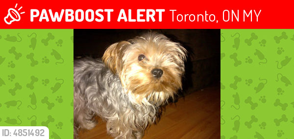 lost dog etobicoke