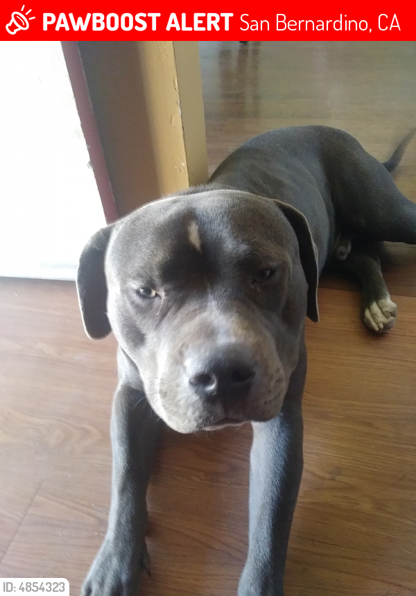 Lost Male Dog in San Bernardino, CA 92407 Named Dexter (ID: 4854323