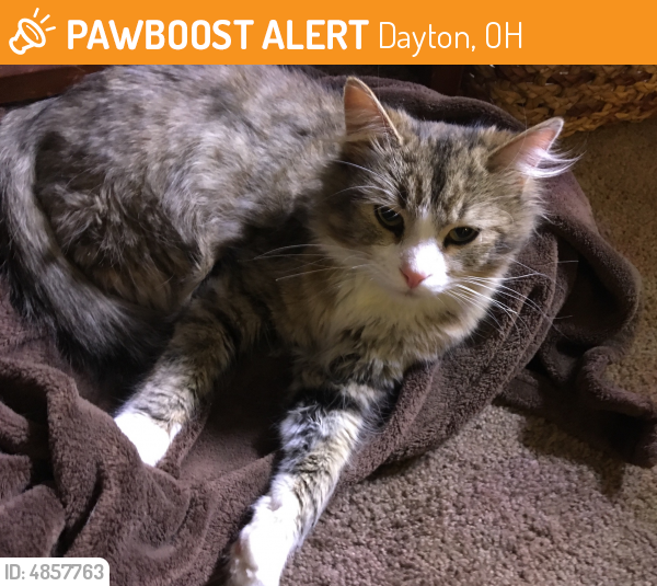 Found/Stray Cat in Dayton, OH 45420 (ID 4857763) PawBoost