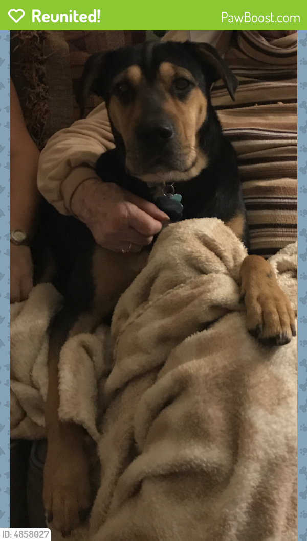 Reunited Female Dog in Knoxville, TN 37923 (ID 4858027) PawBoost