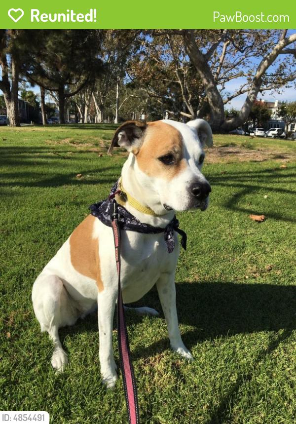 Reunited Female Dog in Alexandria, VA 22304 (ID 4854491) PawBoost