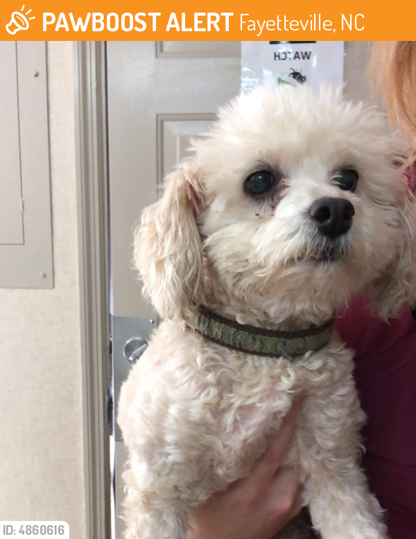 Found/Stray Male Dog in Fayetteville, NC 28314 (ID 4860616) PawBoost