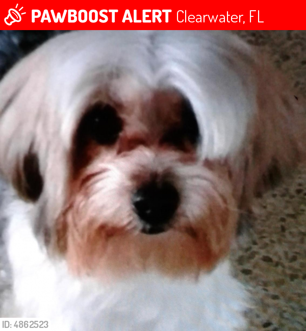 Lost Male Dog in Clearwater, FL 33755 Named Fluffy (ID ...